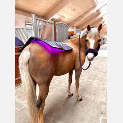 The NEW Topline &amp; 2 Red Edition