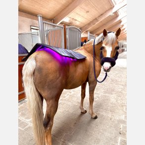 The NEW Topline & 2 Red Edition