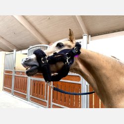 LTS Versatile 2.0 &amp; Elastic band