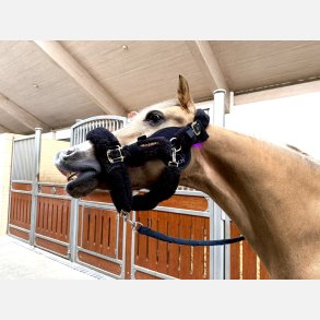 LTS Versatile 2.0 & Elastic band