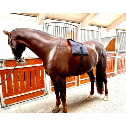 Equine LTS R-Serie Mini Pro