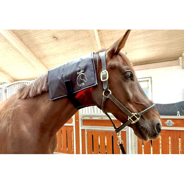 Equine LTS R-Serie Mini Pro  &amp; 1 Equine LTS 3.0 Bundle