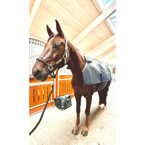 Equine LTS Topline Action