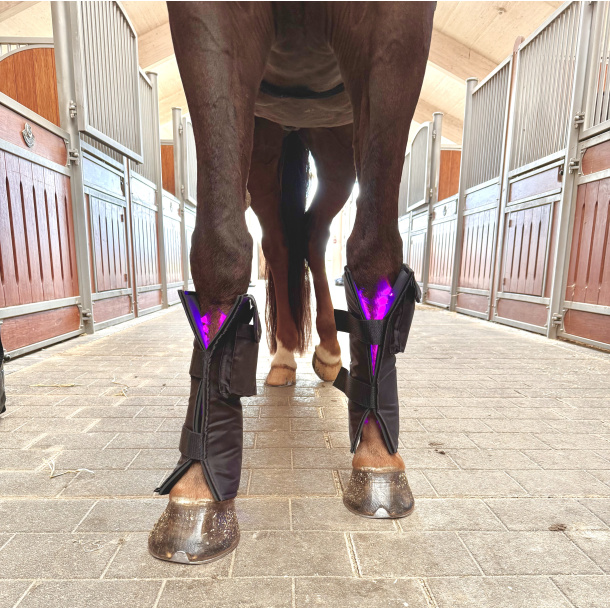 2 stck Equine LTS 3.0 &amp; 2 elastic belts w/velcro