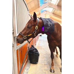  Equine LTS 3.0  Buy One, Get One for FREE (incl 2 pieces of elastic belts)