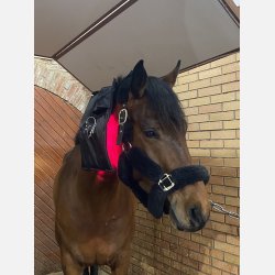 Equine LTS NEW RED Edition  Buy One, Get One FREE (incl 2 pieces of elastic belts)