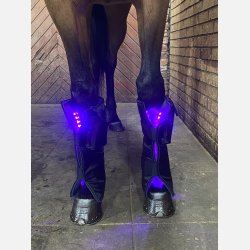 Equine LTS 1 piece 3.0 &amp; 2 adjustable elastic belts w. velcro. 