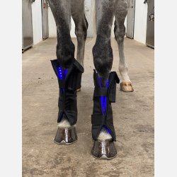 1 Equine LTS Supreme &amp; 2 elastic belts w/velcro 