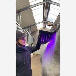 1 Equine LTS Supreme &amp; 2 elastic belts w/velcro 