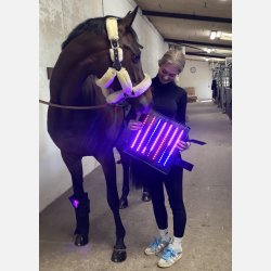 A pair of Equine LTS Supreme &amp; 2 elastic belts w/velcro